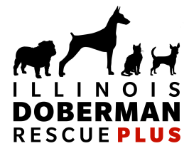 Illinois Doberman Rescue Plus