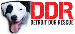 Detroit Dog Rescue