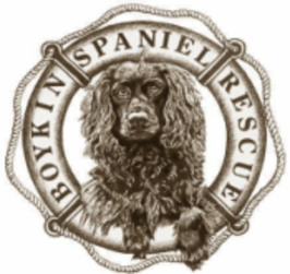 Boykin Spaniel Rescue