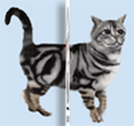 Last Chance Animal Rescue