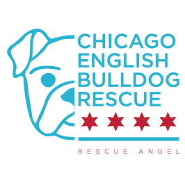 Chicago English Bulldog Rescue Inc. Nfp