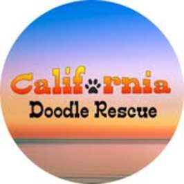California Doodle Rescue